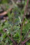 Smallflower fumewort